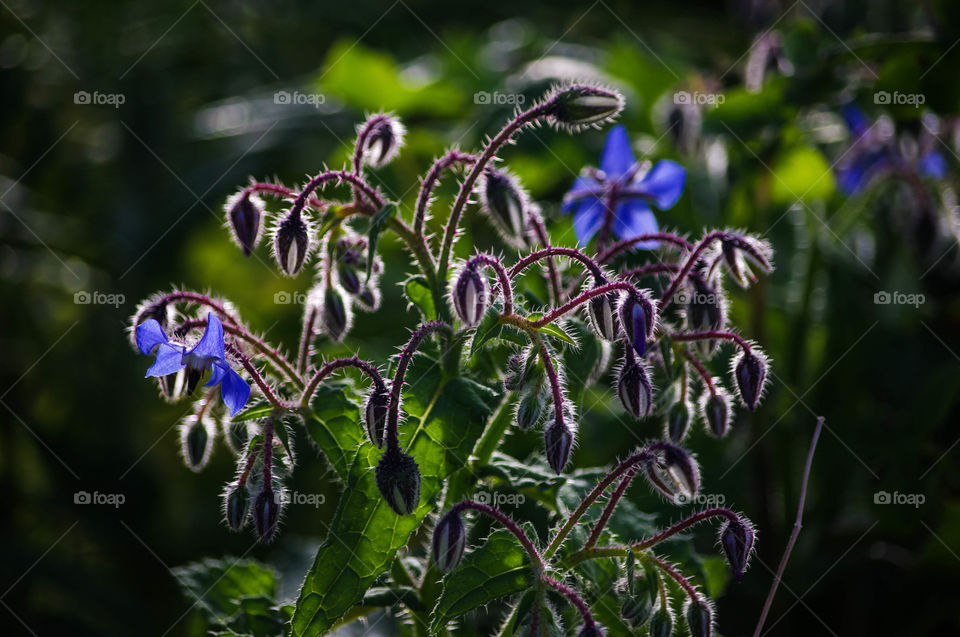 blue borage starflower