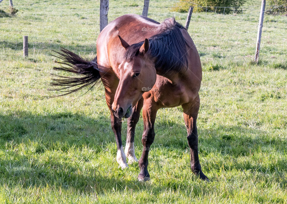 Horse on the grass