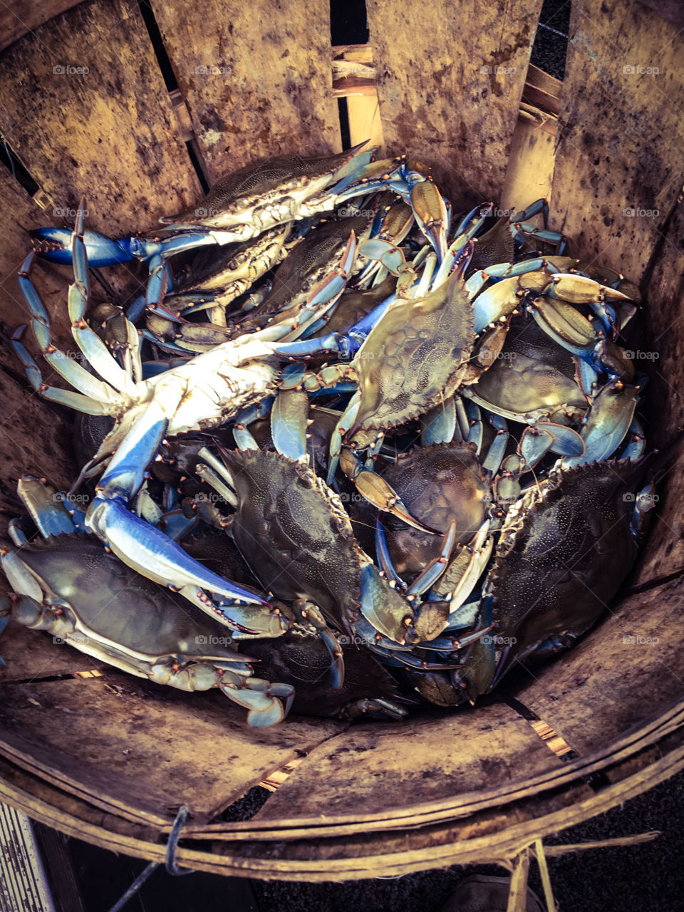 Maryland blue crabs bushel