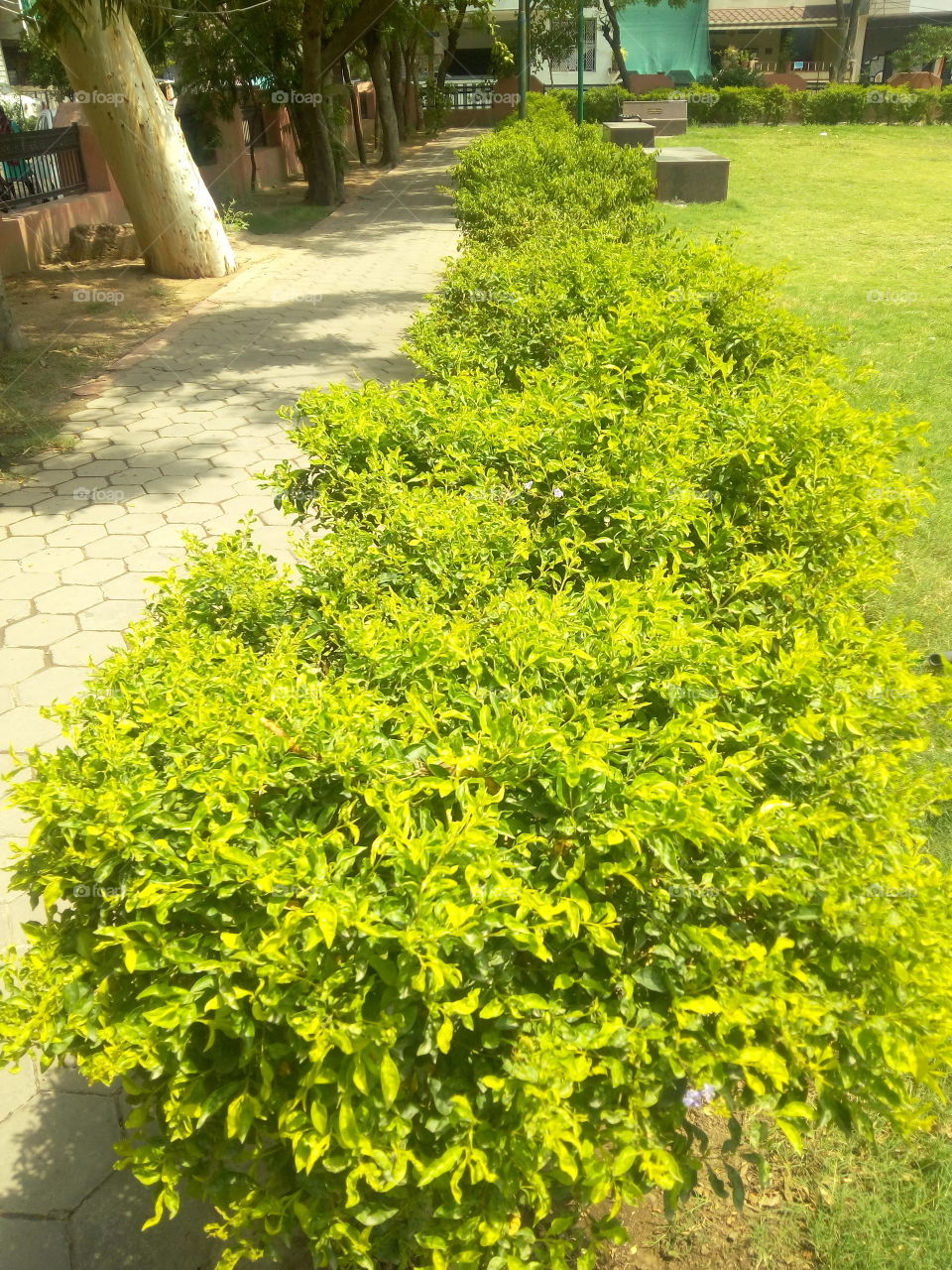 garden with greenery