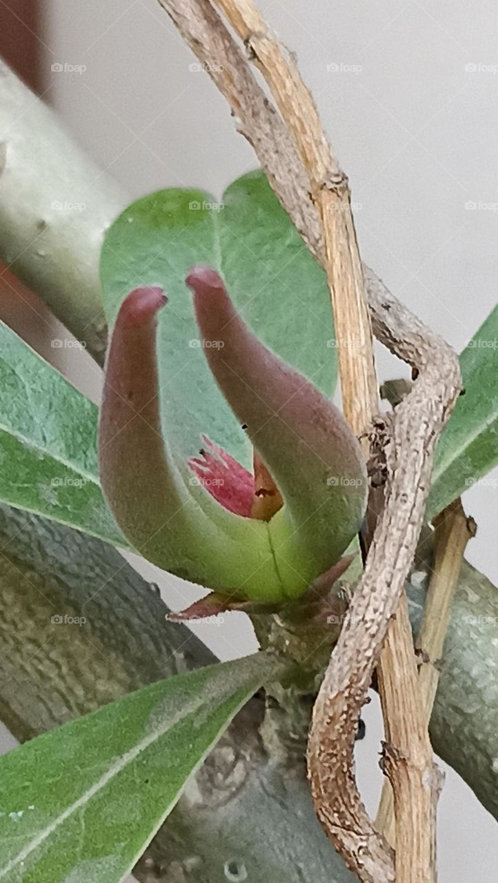 seeds growing in two beautiful cows like horn with its pink and green outer body.