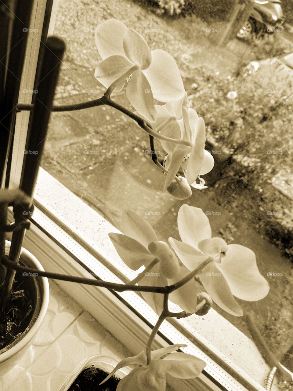 orchids in sepia tone
