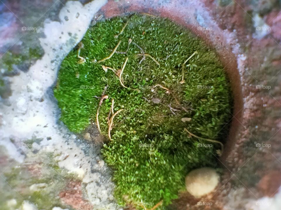 Leaves grow anywhere