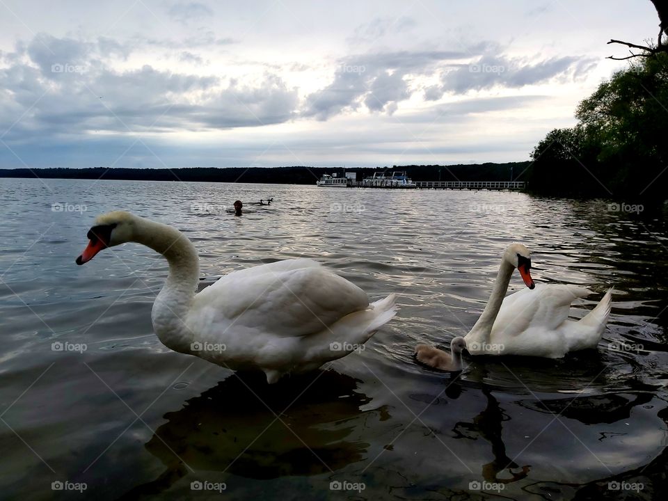 The nature of birds.