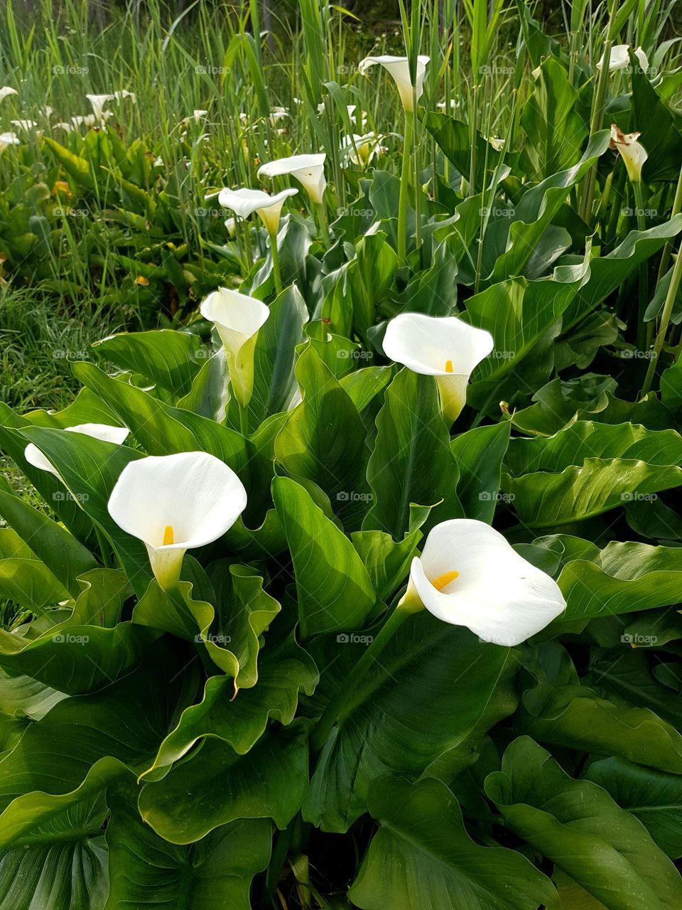 Arum Lillies