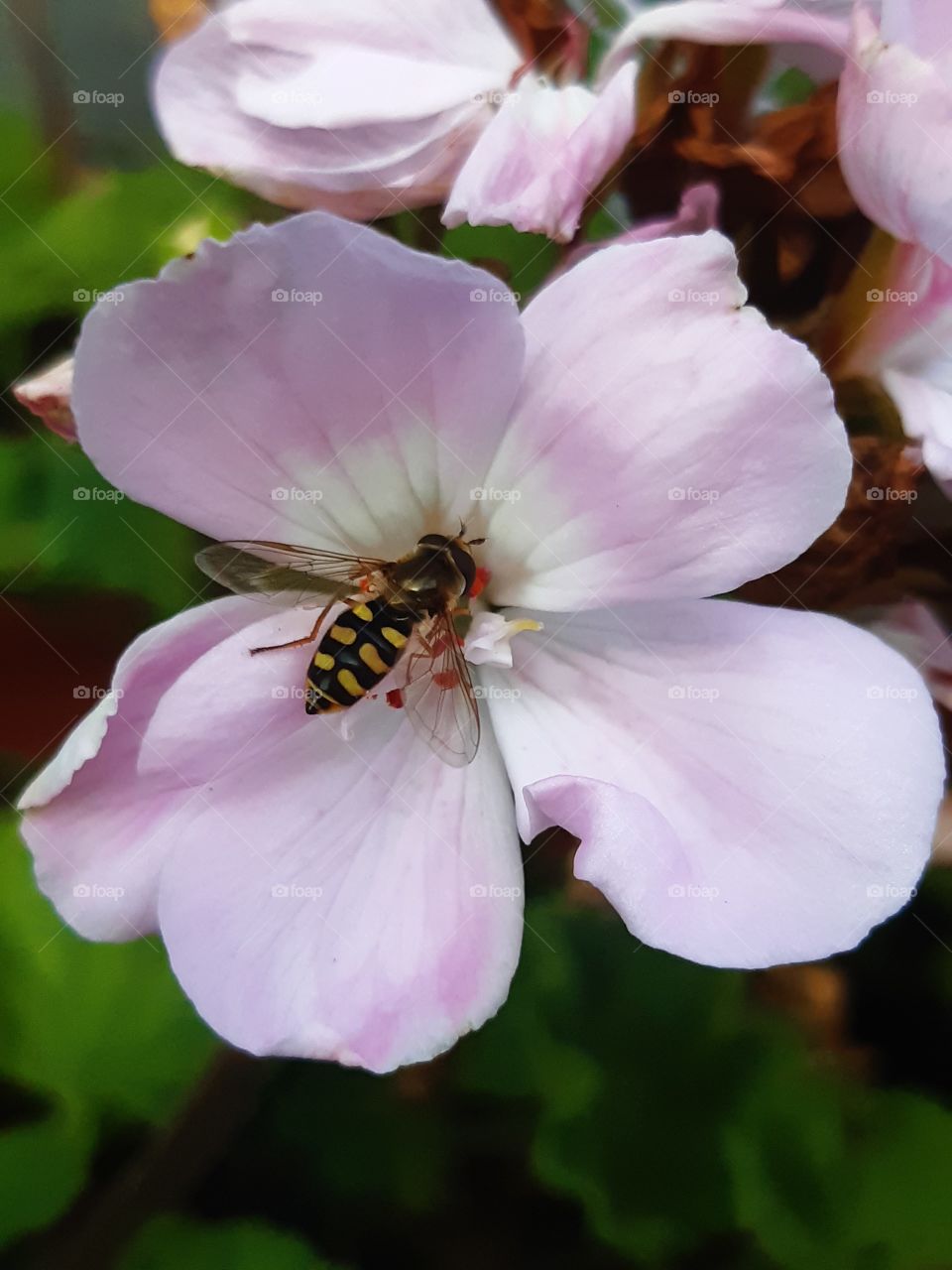 Hoverfly