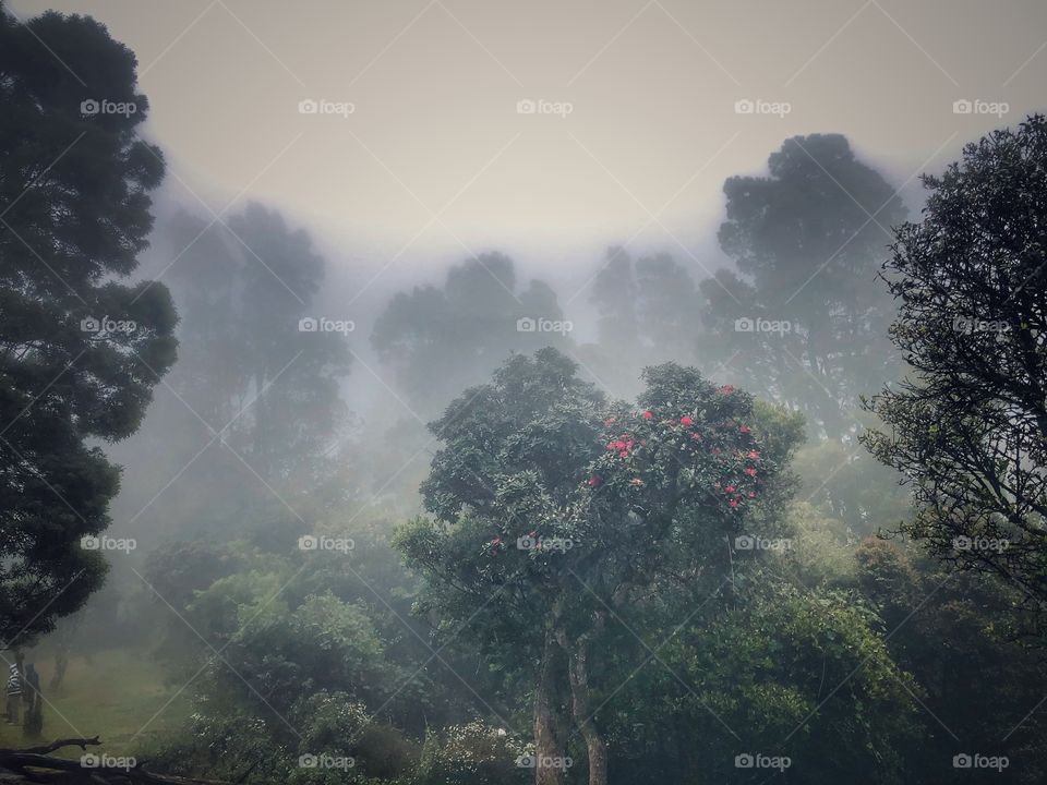 Foggy morning in Ooty