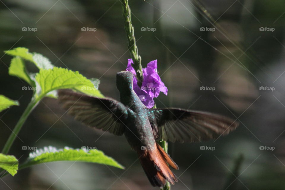 flight of a hummingbird