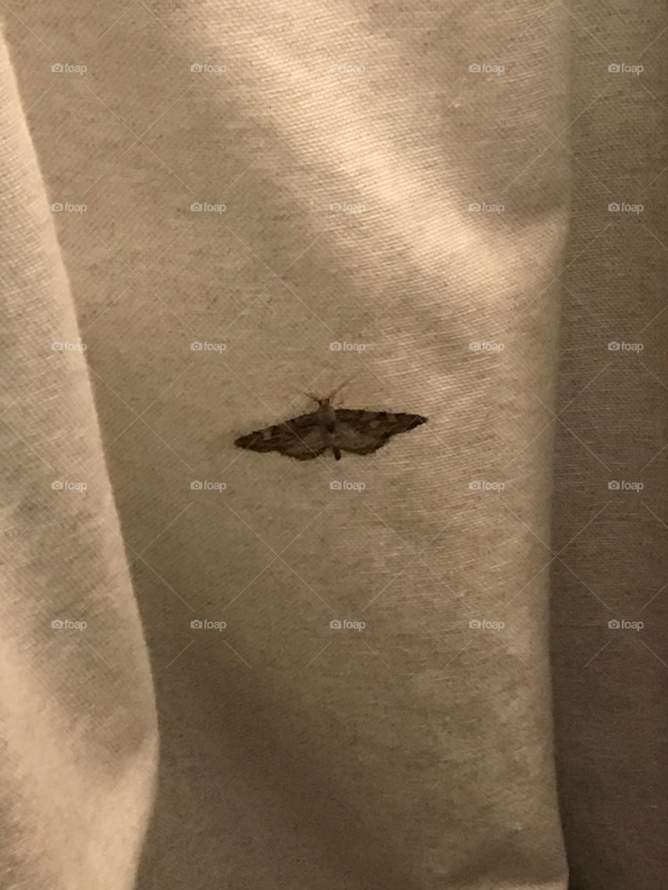 Butterly in my flat
