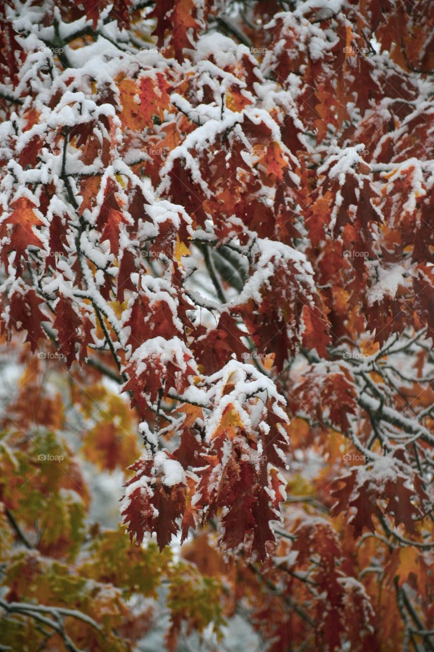 From autumn to winter. A beautiful transition of nature.