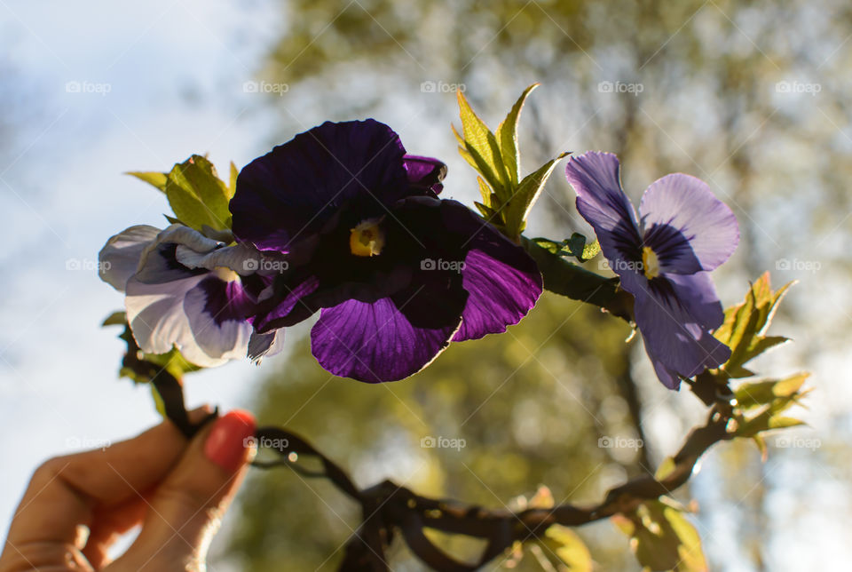 Fairytale pansy flower crown held up to the sun with forest background beautiful spring and summer conceptual fresh nature background 