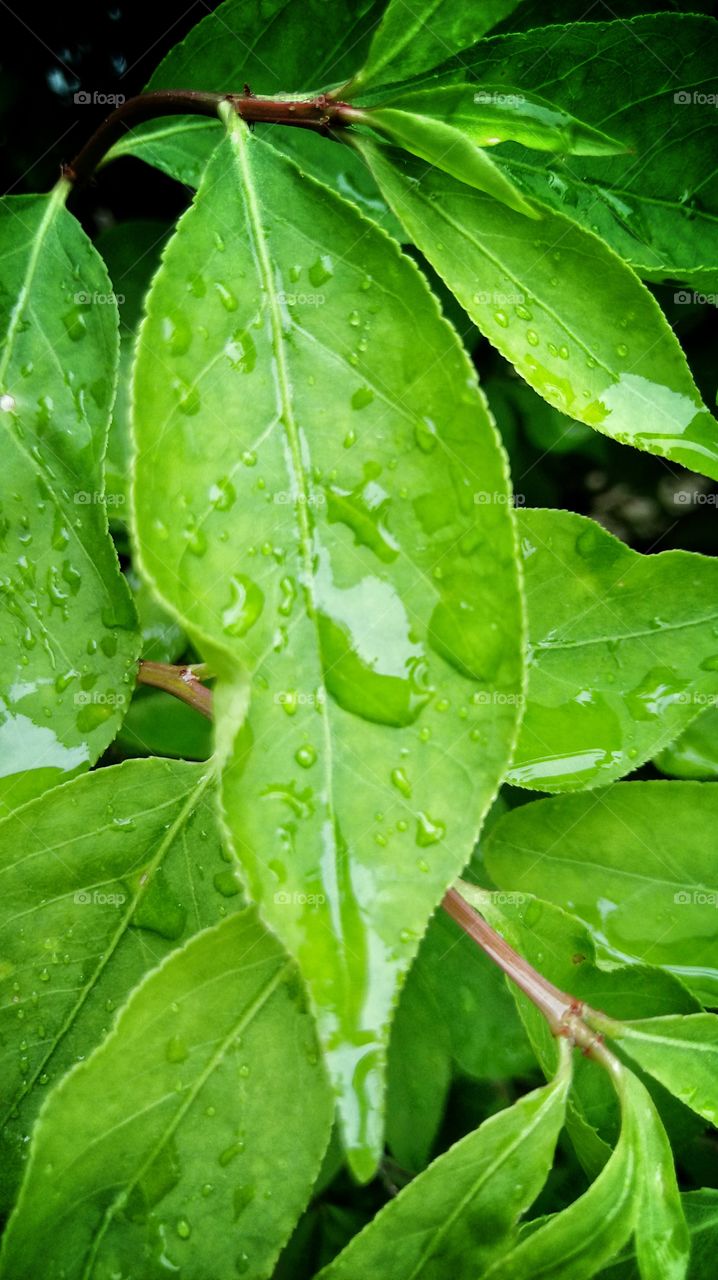 Rainy Leaves