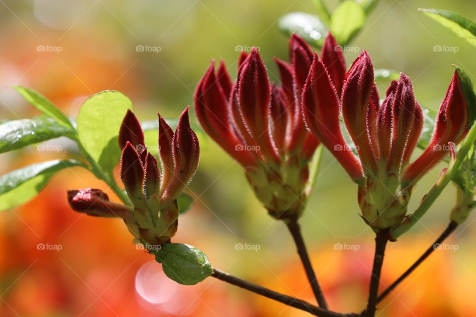 Red flowers 