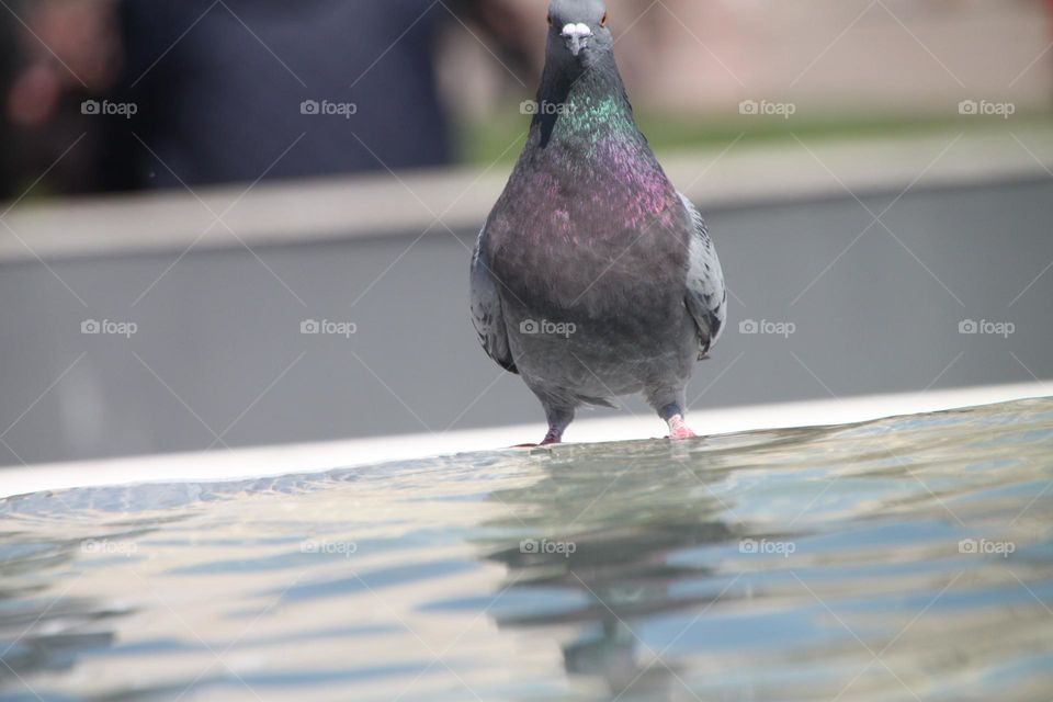 pigeon and its image in the water