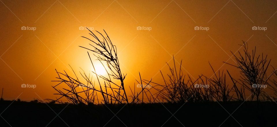 beautiful leaves of a tree embracing magic Sunset.