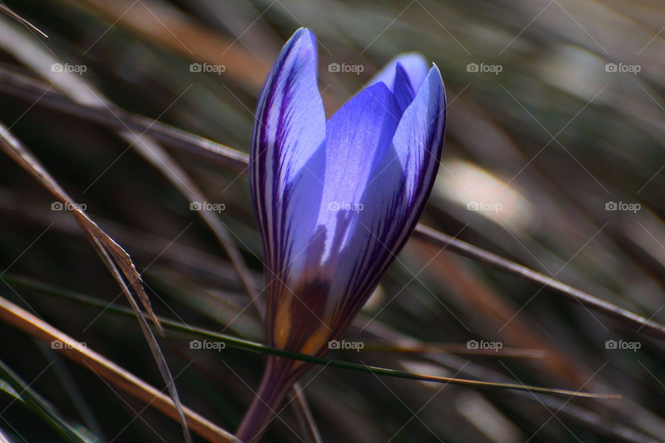 Crocus veluchensis