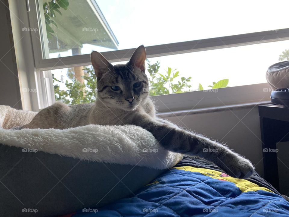 Cat resting by the window
