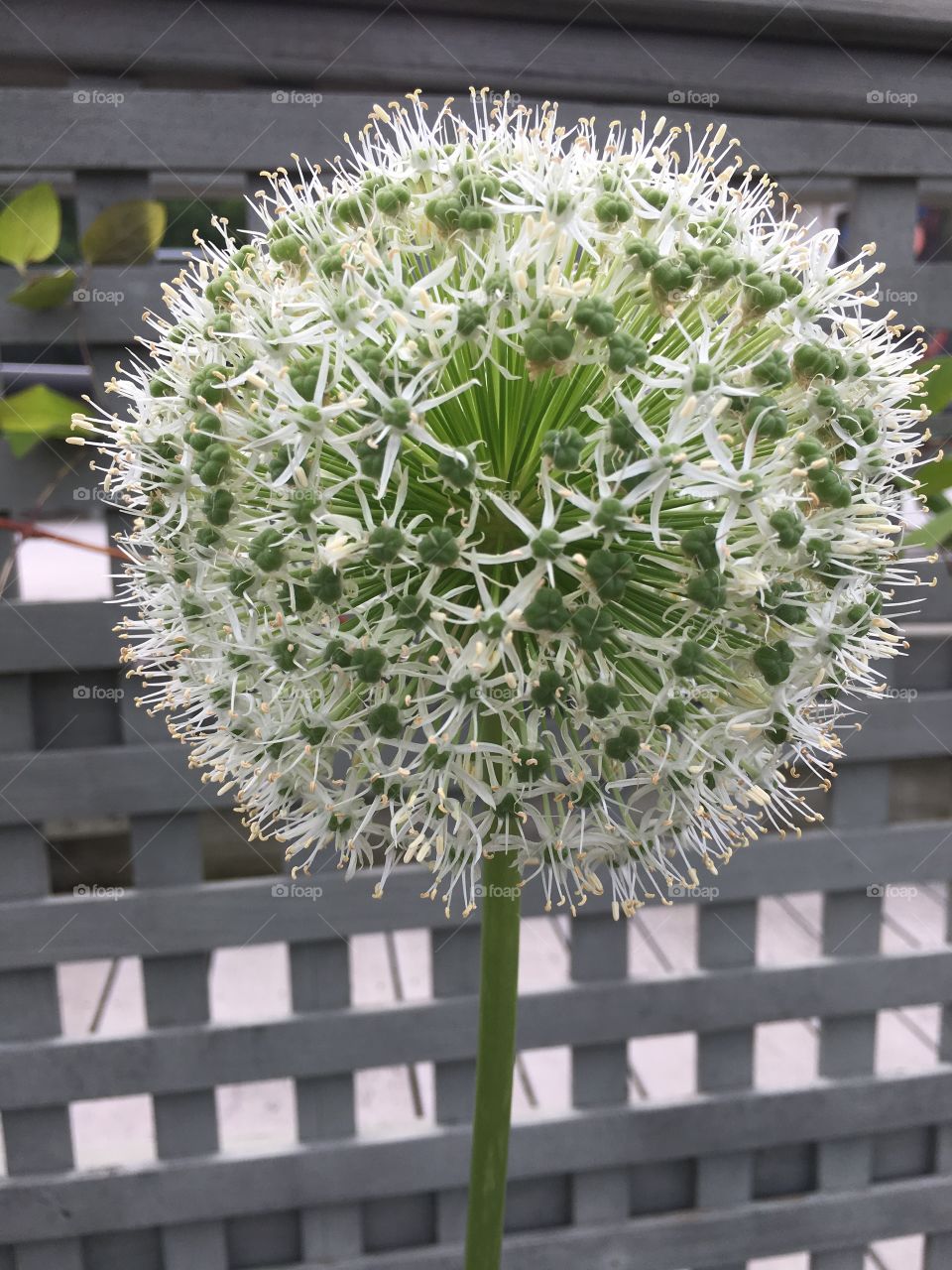 Giant White allium