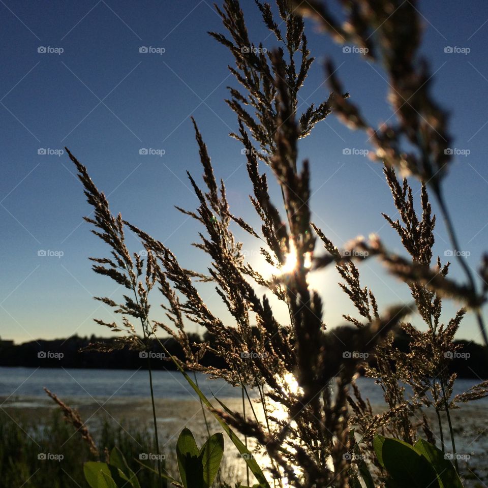 Close-up of tall grass