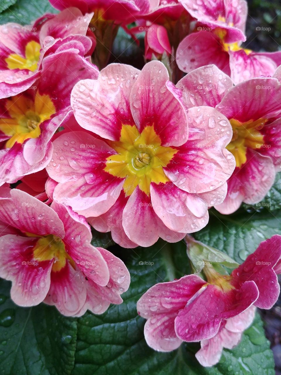 Blume blühen Frühling