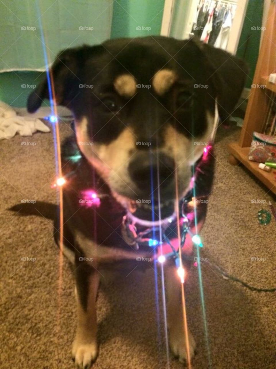 doggie with Christmas lights 