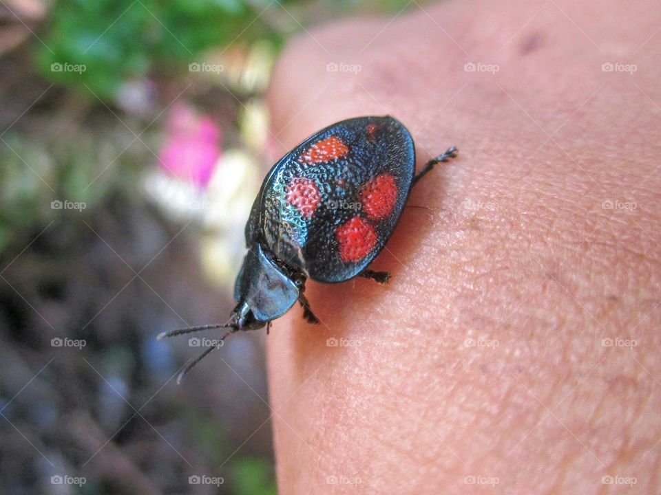 Lady bug