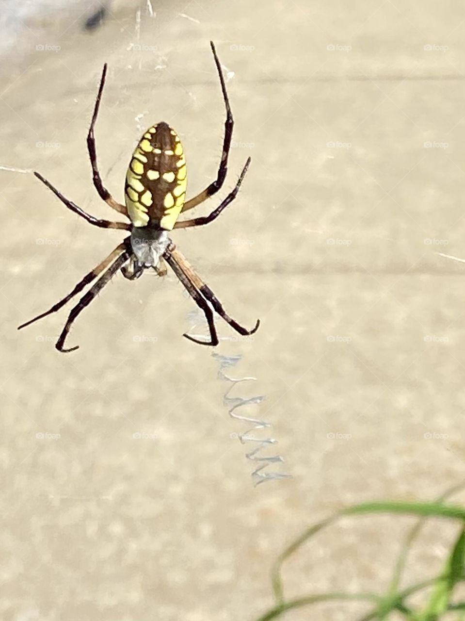 Garden spider in web, close up 