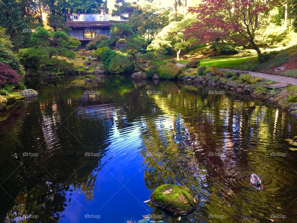 Trees reflecting in the pond