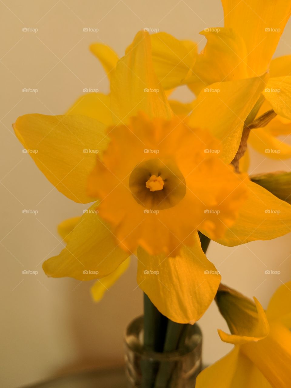 daffodil close up