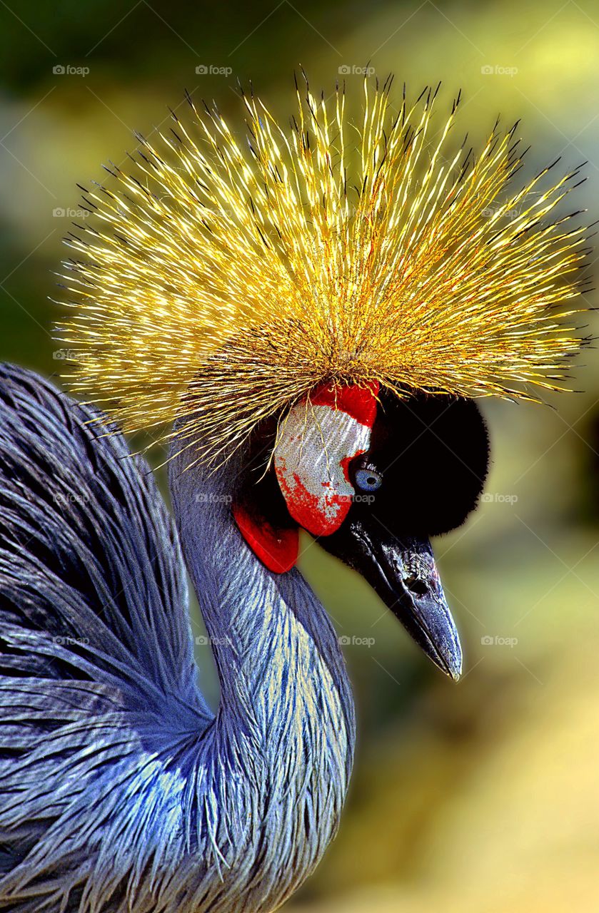 A side view, head and shoulders portrait of a Grey Crowned Crane.