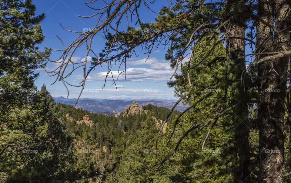 Pine forest in the mountains 