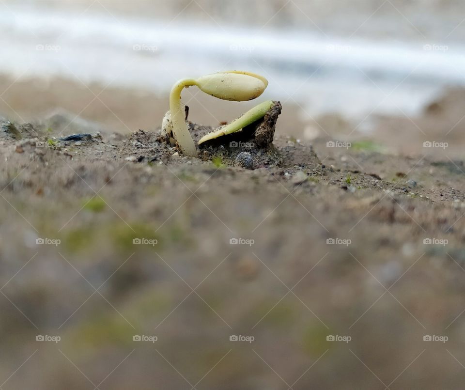 The new life, New beginning on spring season.