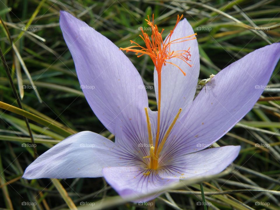 Beautiful purple flower