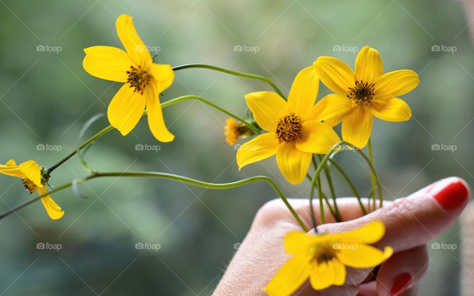yellow flowers in the female hand green background
