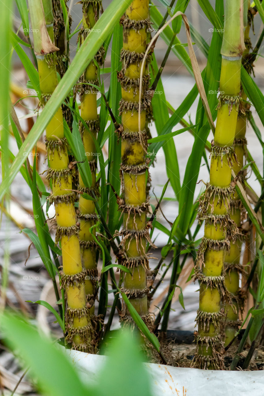 Sugarcane are several species of tall perennial true grasses of the genus Saccharum, tribe Andropogoneae, native to the warm temperate to tropical regions of South Asia, Southeast Asia New Guinea, and South America used for sugar production.