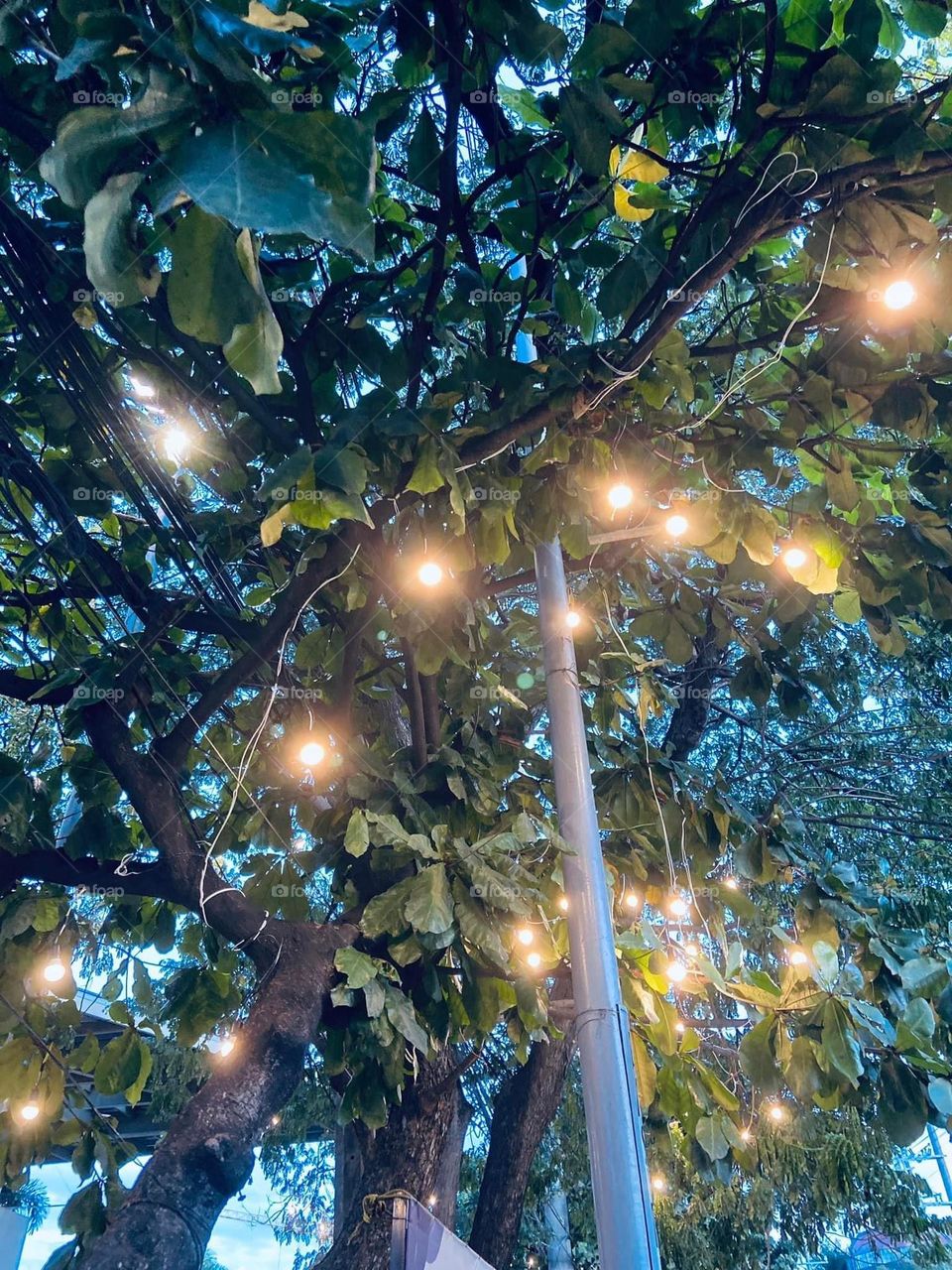 Lights and Tree