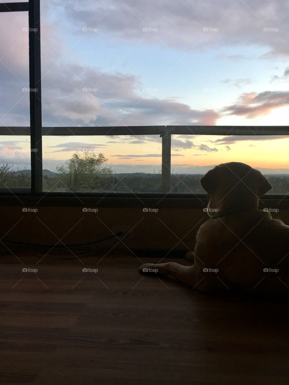 Yellow Labrador thinking about life while watching sunset. 