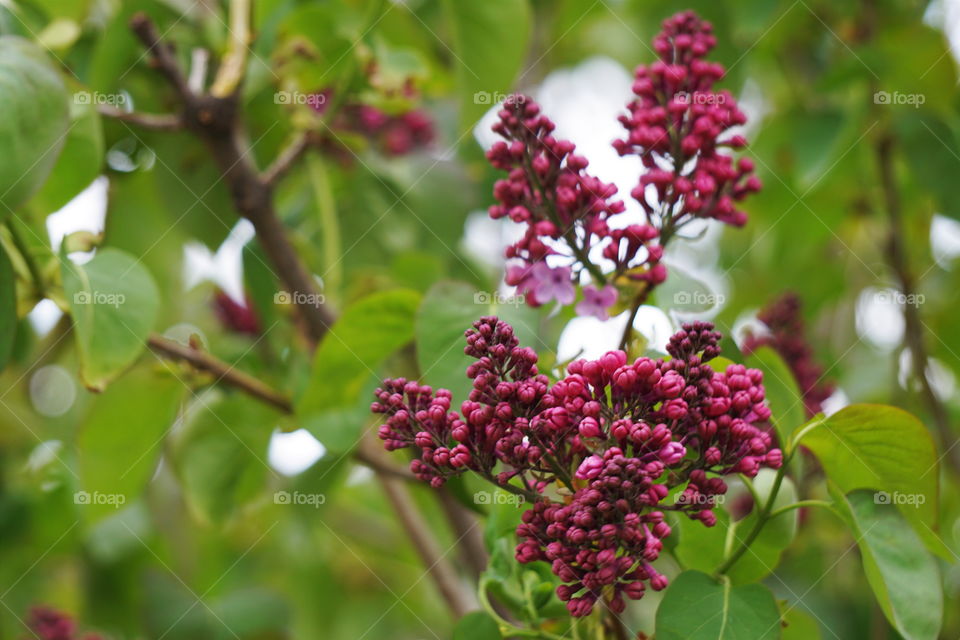 blossoming lilac 