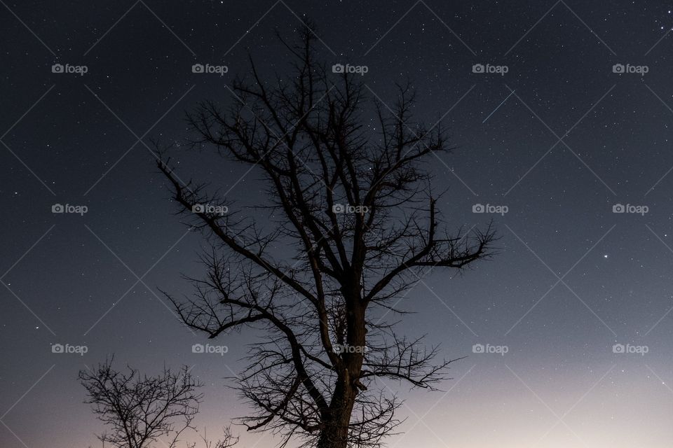 Tree in the night