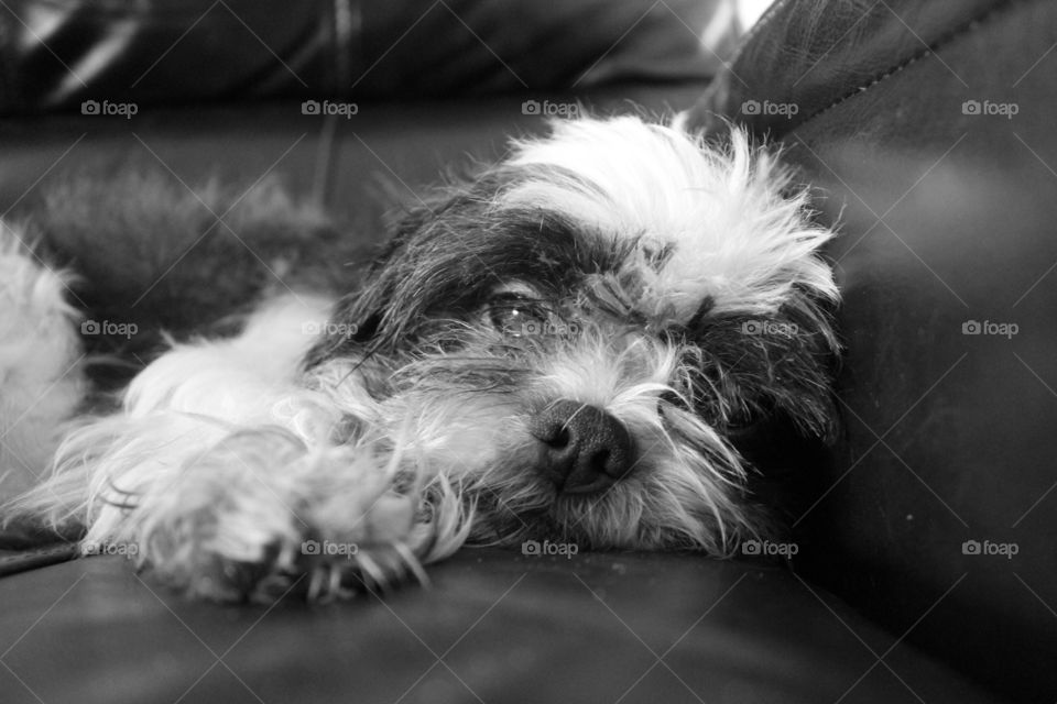 Shih tzu dreaming