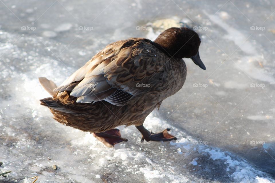 Bird, Wildlife, Duck, No Person, Nature