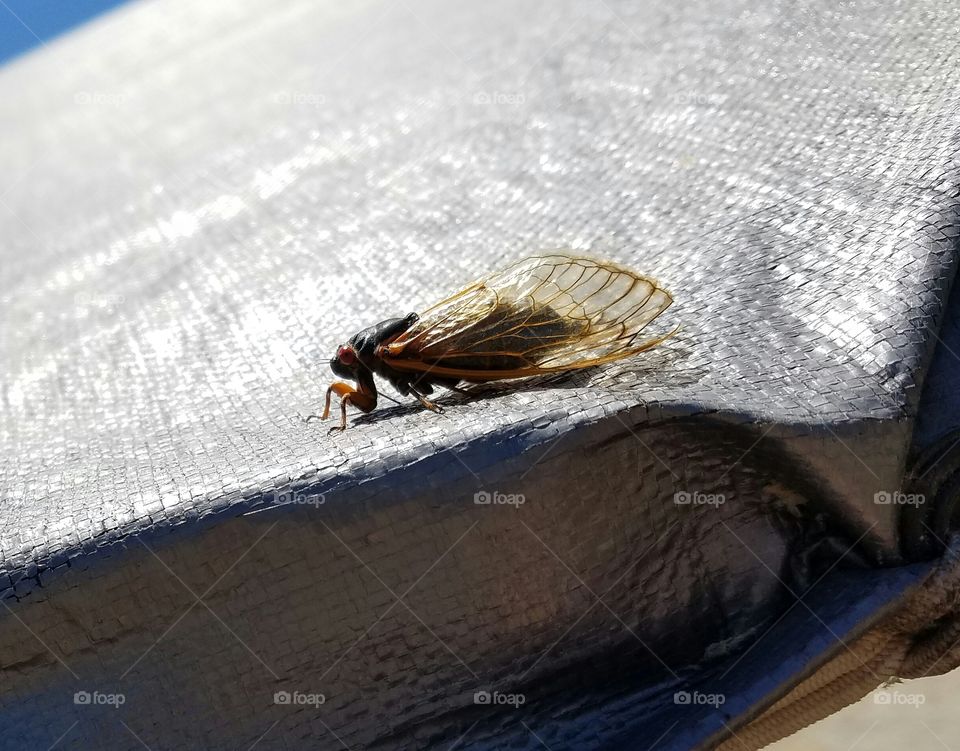 cicadas all over the place!