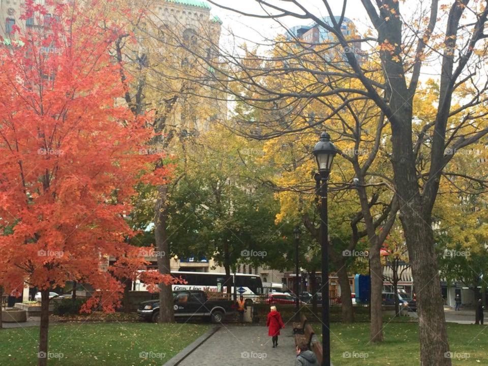 Colourful leaves of autumn 