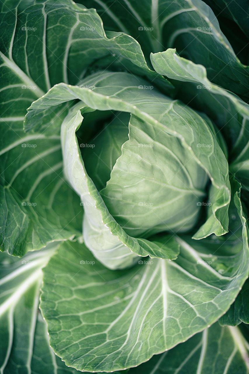 Fresh organic cabbage in the farm, harvest season