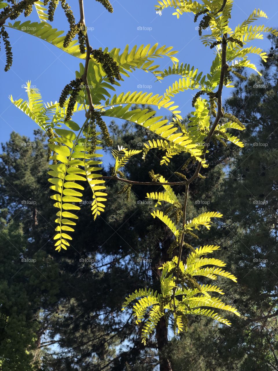 Sunlight on Leaves