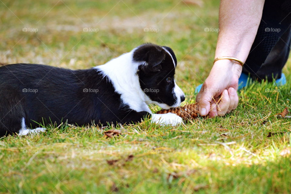 Grass, Dog, Animal, Mammal, Cute