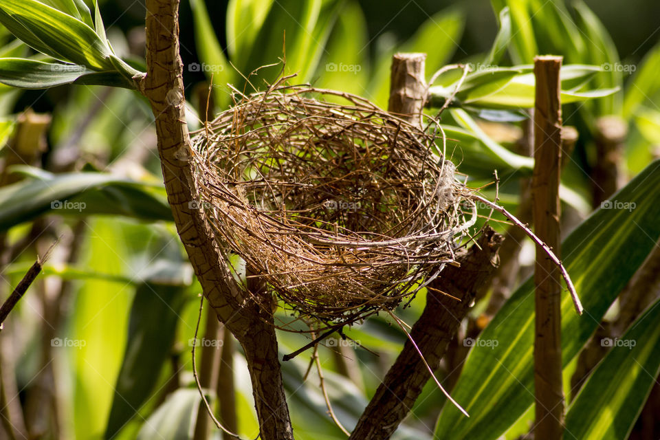 Close-up of birds nest