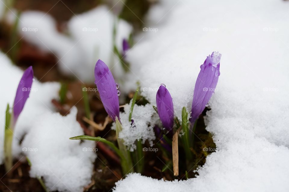 Crocus in the snow 