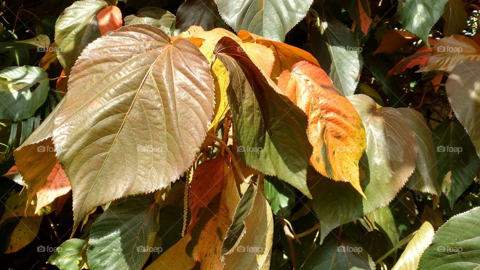 Folhagens grandes e coloridas.