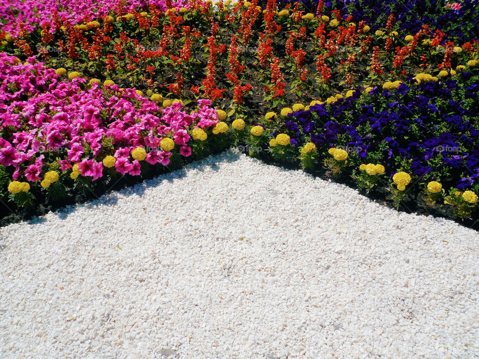 Flowerbed in the park of the city of Kiev, spring 2017